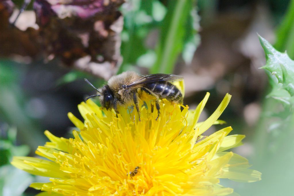 Andrena sp. (Apidae Andreninae)